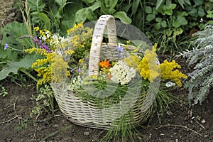 Basket with herbs