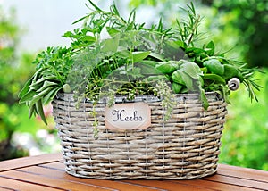 Basket with herbs photo
