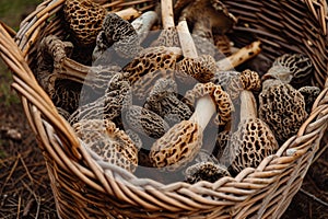 A basket holds a diverse collection of different types of mushrooms, showcasing the variety of shapes, sizes, and colors, Morel
