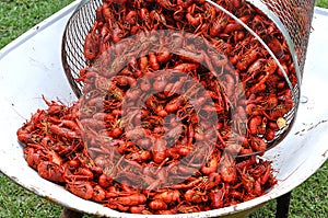 Basket Of Hot Boiled Crawfish