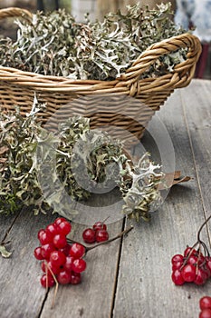 In a basket Icelandic moss Cetraria islandica and guelder-rose berries