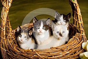 Basket of Kittens photo