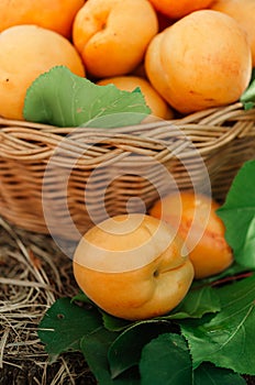 Basket with large ripe apricots on a hemp in the garden. Rural lifestyle. Self-grown natural products