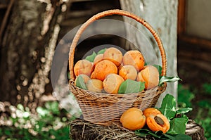 Basket with large ripe apricots on a hemp in the garden. Rural lifestyle. Self-grown natural products