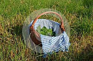 Basket with leaf