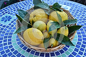 Basket of lemons and citrons