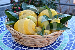 Basket of lemons and citrons photo