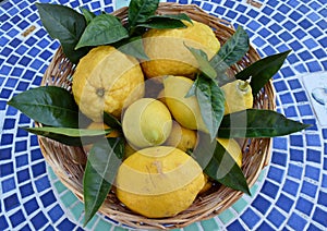 Basket of lemons and citrons photo