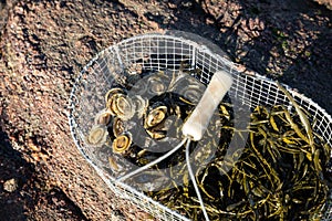 Basket of limpets