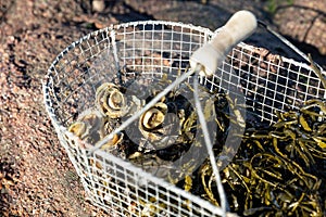 Basket of limpets photo