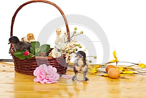 Basket with little chicks and flowers