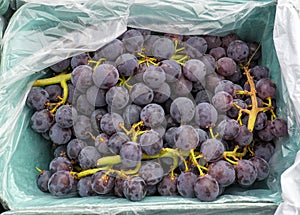 Basket of local purple grapes fresh and ready to eat