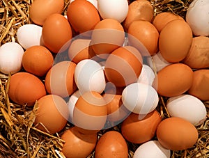 Basket with lots of fresh chicken eggs just collected