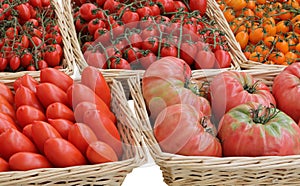 basket with many red organic tomatoes