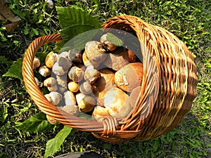 Basket mushrooms photo