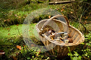 Basket with mushrooms