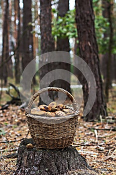 Basket with mushrooms in the forest