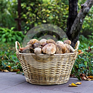 Basket with mushrooms in the forest