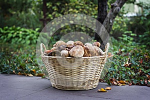 Basket with mushrooms in the forest