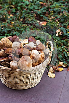 Basket with mushrooms in the forest