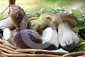 Basket of mushrooms in the vicinity