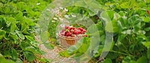 A basket nestled among strawberry plants, full of ripe red strawberries. Lush green foliage and blooming daisies.