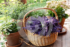 Basket offresh cut lavender flower bundles on a porch with other plants