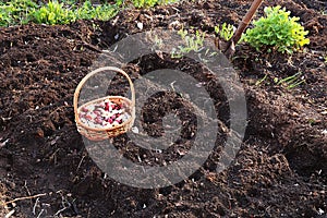 A basket of onions before planting in the spring in the garden. Agricultural work in the country, planting onions in the beds