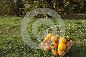 Basket of Oranges in Grove