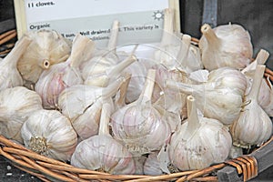 Basket of Organic Garlic Cloves Bulbs