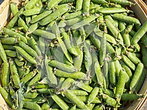 Basket of organic sweet peas
