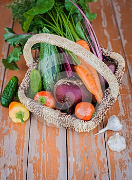 Basket of organic vegetables grown in their own hands in the greenhouse.