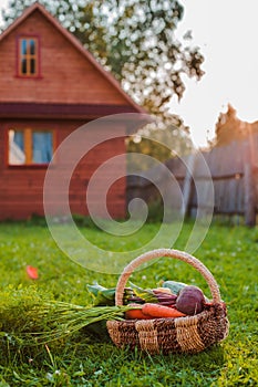 Basket of organic vegetables grown in their own hands in the greenhouse.