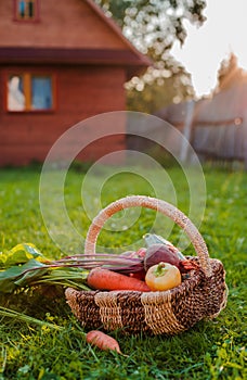 basket of organic vegetables grown in their own hands in the greenhouse