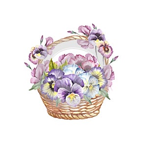 Basket of pansies. Hand draw watercolor illustration.