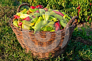A Basket of Paprikas