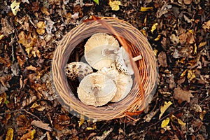 Basket with Parasol mushrooms standing on the forest ground in fallen leaves