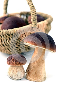Basket with penny bun mushroom on isolated white background