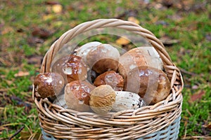 Basket of penny bun mushrooms closeup.