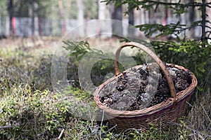Basket of pine cones