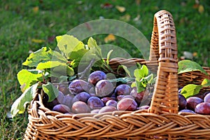 Basket of Plums