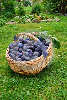 Basket of plums