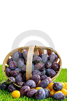 Basket of plums on grass