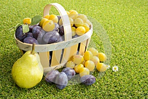 Basket of plums on grass