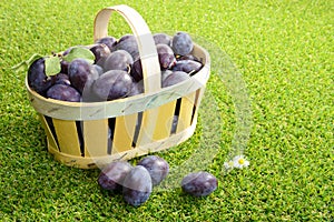 Basket of plums on grass