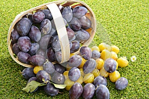 Basket of plums on grass