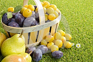 Basket of plums on grass
