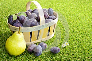 Basket of plums on grass