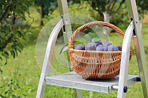 Basket of Plums on a Stepladder in Garden