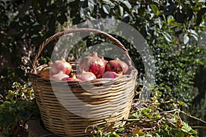 The basket of pomegranates